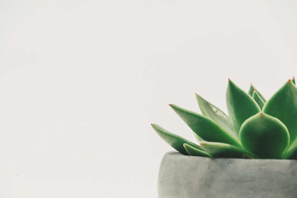 Kantoorplanten voor een groene werkplek: Zamioculcas en andere luchtzuiverende planten op een bureau