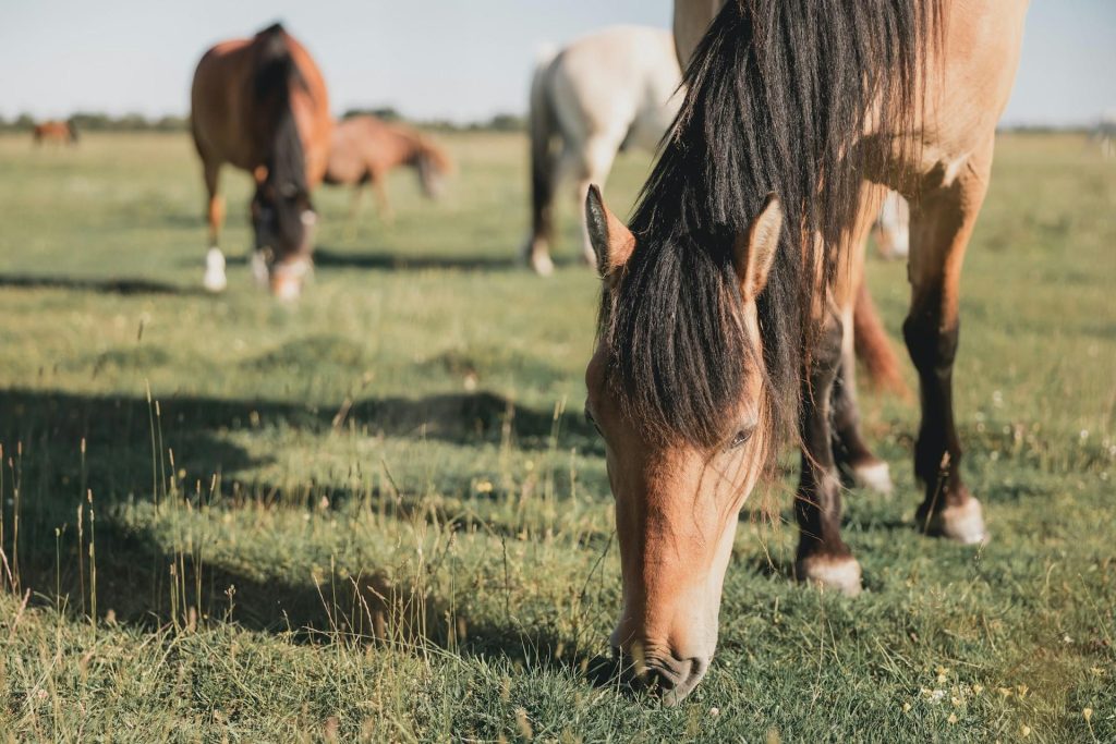 Paardenvoer assortiment van P. Bos veevoeders met veulenbrokken, merriebrokken en voeding voor volwassen paarden