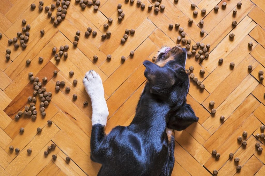 Gezonde hond met glanzende vacht - effect van gebalanceerd voer versus ongebalanceerde diëten