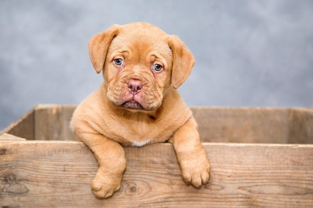 ChaNa dierenwinkel assortiment hondenkoekjes kopen en trainingshulpmiddelen voor honden in Rhoon