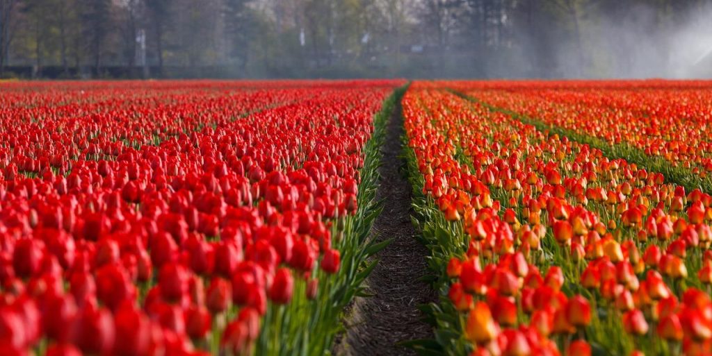 Hovenier Breda ontwerpt en legt vakkundig een levendige tuin aan met zichtlijnen en passende beplanting