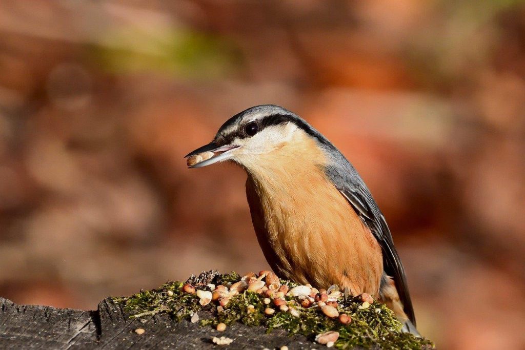 Hondenvoer en huisdierenvoeding: verschillende voersoorten en nutriënten voor gezonde huisdieren