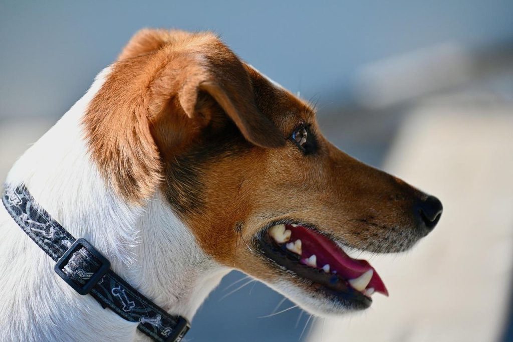 Huisdieren en hun speciale band met hun eigenaar - honden, katten en andere dieren als gezinsleden